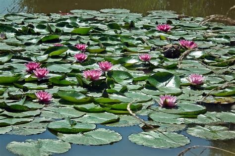 Laghetto con ninfee e alberi da frutto che circonda il Fiori e Frutti Agriresort