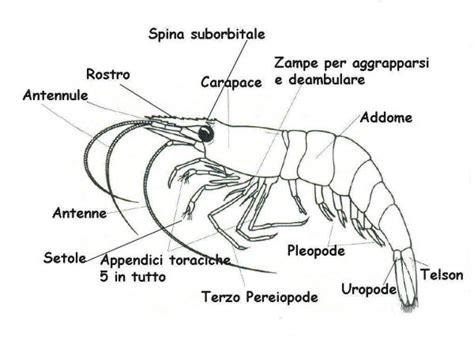 Illustrazione schematica della struttura corporea di un gambero con testa, addome e coda ben definiti.