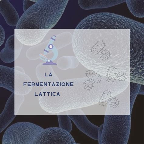 Micrografia di lievito madre con evidenziati i batteri lattici