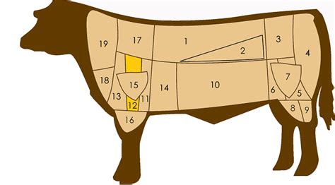 Schema anatomico della spalla del bovino che evidenzia la posizione del taglio 