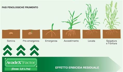 Schema del processo di maltazione dell'orzo, con evidenziate le fasi di germinazione ed essiccazione.