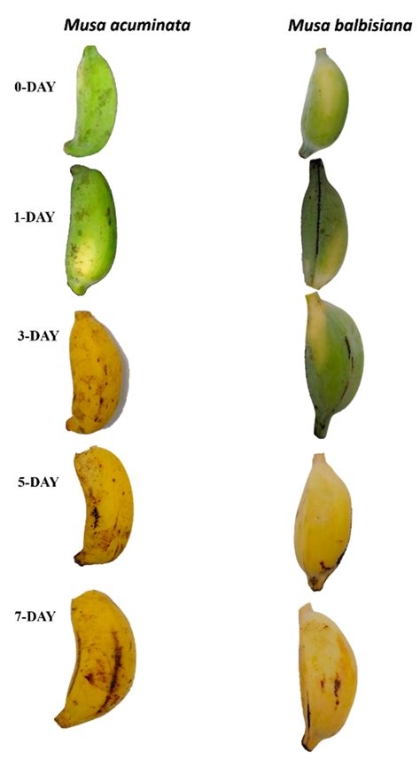 Diagramma botanico che illustra le specie Musa balbisiana e Musa acuminata, con indicazione delle loro caratteristiche distintive.