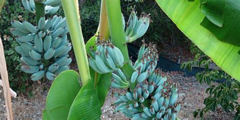 Schema di cura della pianta di Banana Blu di Java, con indicazioni su esposizione, terreno, irrigazione, fertilizzazione e temperature.