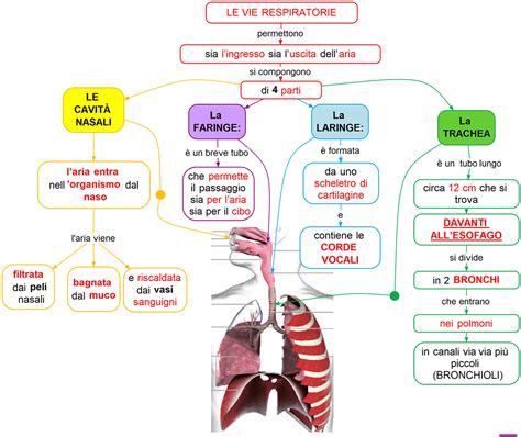 Illustrazione schematica delle vie respiratorie superiori con evidenziate le aree d'azione degli ingredienti di Espersol (lenitivo, espettorante, balsamico).
