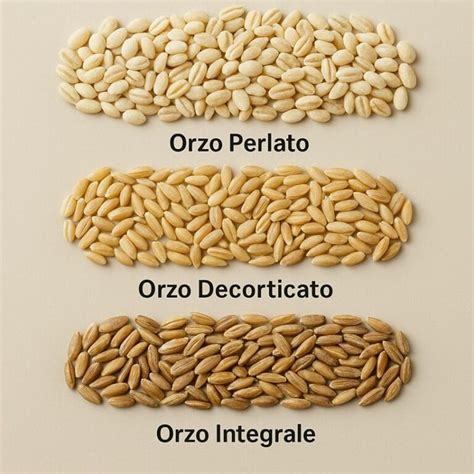 Immagine comparativa dei tre tipi di orzo: integrale, decorticato e perlato.