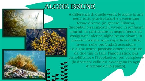 Infografica sui principali nutrienti presenti nelle alghe