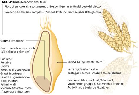 Infografica che illustra il processo di raffinazione del chicco di grano, mostrando la rimozione di crusca e germe e la predominanza dell'endosperma nella farina bianca.