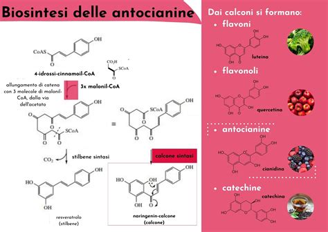 Schema che illustra la reazione chimica degli antociani al variare del pH, mostrando la transizione dal viola al blu in ambiente alcalino.