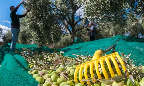 raccolta olive autunnali in un uliveto