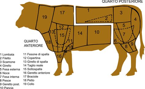 Schema anatomico del quarto posteriore di un bovino con indicazione della zona di taglio per la T-bone e la Porterhouse.