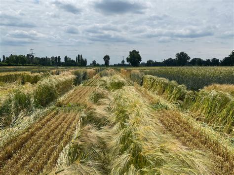 Un campo di foraggio e cereali che verrà utilizzato per l'alimentazione dei bufali dell'azienda La Maremmana