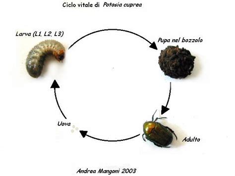 Schema del ciclo vitale della camola della farina (uovo, larva, pupa, coleottero).