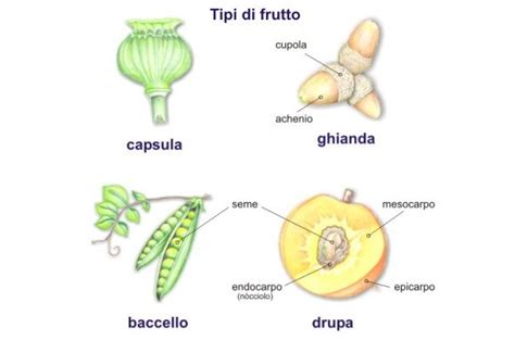 Diagramma dello sviluppo di un frutto dalla fioritura alla maturazione