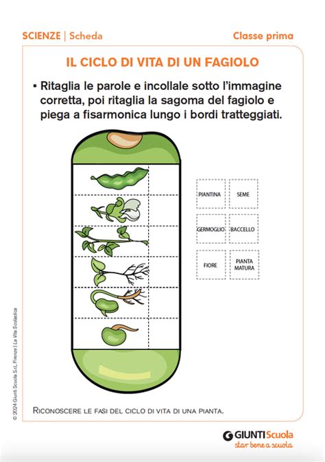 Schema del ciclo vitale del fagiolo borlotto nano