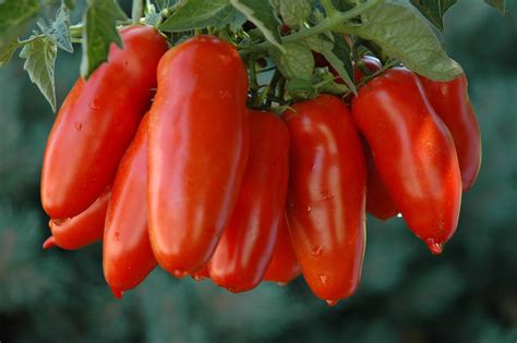 Pomodori San Marzano con forma oblunga caratteristica