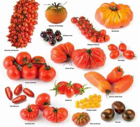 Composizione di diversi tipi di pomodori freschi