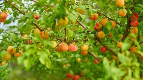 Esempio di albero da frutto colonnare con frutti lungo il tronco