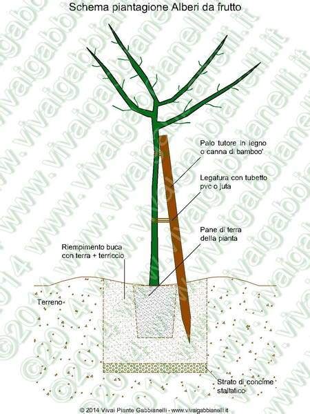 Schema di piantumazione di alberi da frutto colonnari con indicazione delle distanze