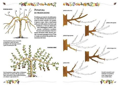 Attrezzi per la potatura degli alberi da frutto