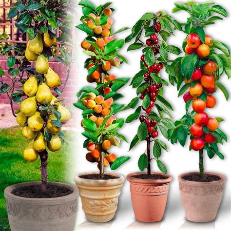 Alberi da frutto colonnari in vaso su un balcone fiorito