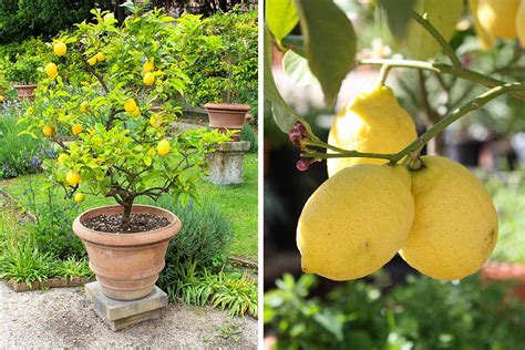 limone svuotato e utilizzato come piccolo vaso per fiori