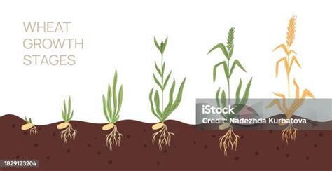 Schema che illustra le diverse fasi di crescita del pistacchio e il relativo fabbisogno idrico