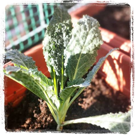 Cavolo nero che cresce rigoglioso in un vaso sul balcone.
