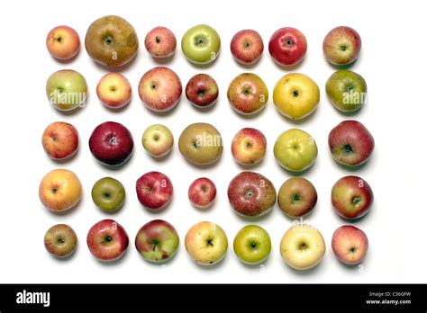 grafico che illustra le diverse colorazioni delle mele in base alla varietà e al grado di maturazione