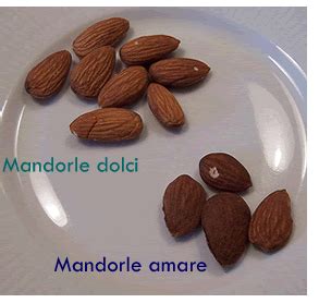 Infografica sui livelli di tossicità delle mandorle amare in base alla quantità ingerita