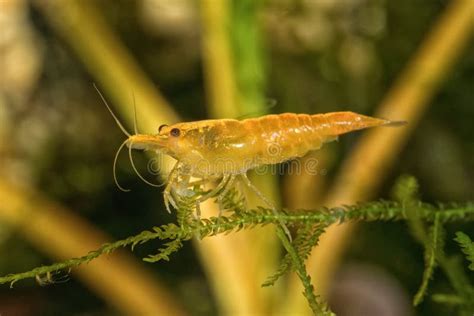 fotografia di un gamberetto d'acqua dolce (Palaemonetes antennarius) in un acquario