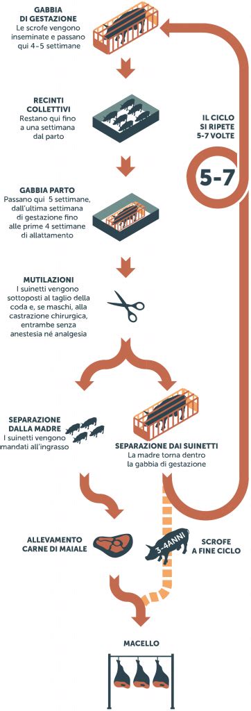 Infografica che illustra il processo di traspirabilità di una parete dipinta con idropittura, mostrando il vapore acqueo che attraversa lo strato di pittura