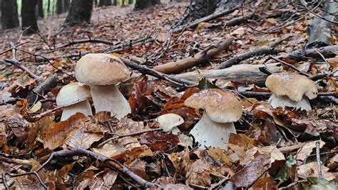 Un bosco autunnale con foglie cadute, ideale per la ricerca di funghi porcini.