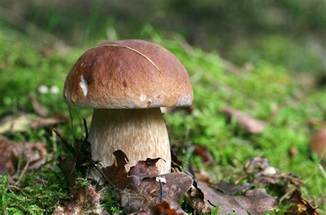 Primo piano di un fungo porcino giovane che spunta tra le foglie cadute in un bosco.