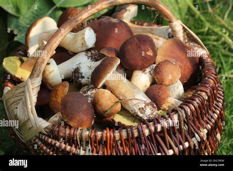 Un cesto di vimini pieno di funghi porcini appena raccolti, accanto a un coltello e un bastone.