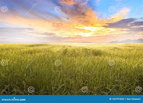 Immagine di un campo di riso al tramonto