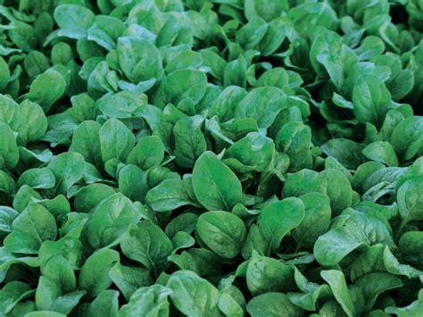 Galleria di immagini con diverse varietà di spinaci