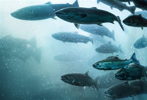 Illustrazione che mostra le condizioni di sovraffollamento negli allevamenti di salmone.