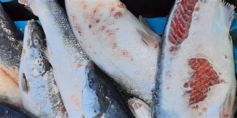 Schema che illustra l'inquinamento causato dai rifiuti degli allevamenti di salmone.