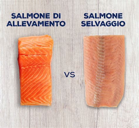 Confronto visivo tra salmone selvatico e salmone d'allevamento, evidenziando differenze di colore e consistenza.