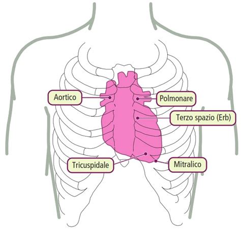 Schema delle quattro aree di auscultazione cardiaca