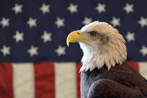 Aquila di mare testabianca su una bandiera americana, dettaglio del Certificato d'Argento del 1899