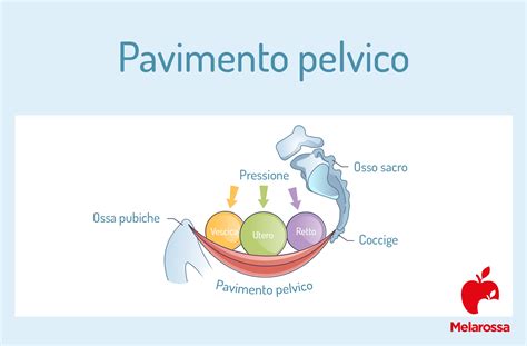 Schema anatomico che illustra la struttura del pavimento pelvico, evidenziando i diversi strati muscolari e la loro connessione con il bacino.