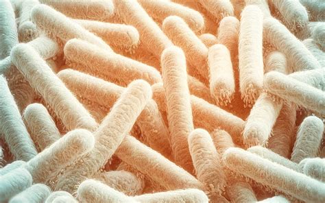 Illustrazione microscopica che rappresenta i lattobacilli e altri batteri benefici che compongono il microbiota vaginale.