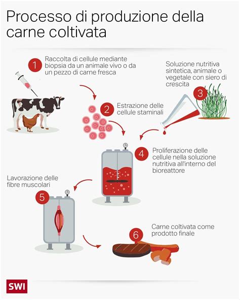 Schema di produzione della carne coltivata in laboratorio, con evidenza delle fasi: prelievo cellule, coltura in bioreattore, differenziazione e assemblaggio tessuti.