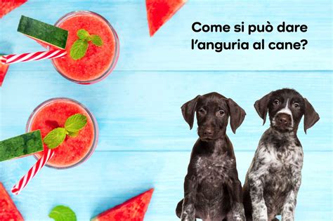 Carrellata di frutta sicura per cani: mele, banane, cocco, anguria.