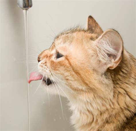 Immagine di un gatto che beve acqua fresca, enfatizzando l'importanza dell'idratazione per la salute urinaria.