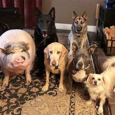 Celebrity che posano con i propri maialini domestici