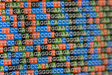 Sequenziamento del DNA di maiali antichi e moderni