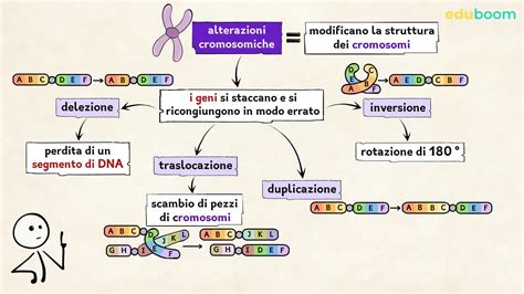 Schema delle interazioni tra le mutazioni del canarino (agata, pastello, topazio, eumo)