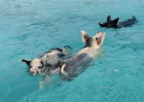 maiali che nuotano verso una barca a Pig Beach, Bahamas